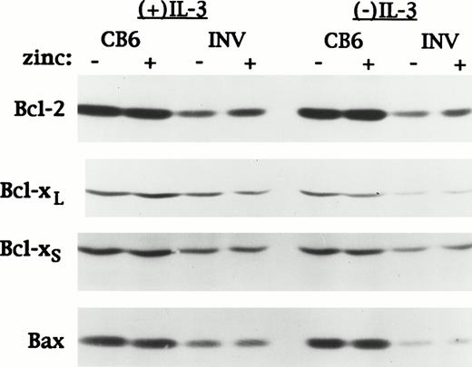 Fig. 6. CBFβ-SMMHC does not affect bcl-2, bcl-xL, bcl-xS, or bax expression in Ba/F3 cells exposed to VP-16. The same MTCB6 and MTINV-3 extracts described in Fig 1C were subjected to Western blotting for bcl-2, bcl-xL, bcl-xS, and bax.