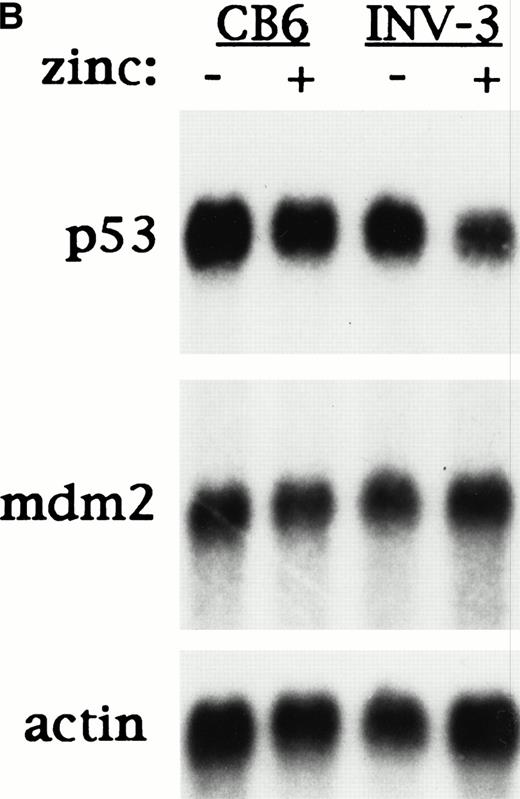 Fig. 7. CBFβ-SMMHC must interact with CBF and inhibit CBF transactivation to attenuate p53 induction, and reduces p53 mRNA expression in Ba/F3 cells. (A) MTINV(β▵2-11) Ba/F3 cells, which express a CBFβ-SMMHC variant that cannot bind CBF, were cultured ± 100 μmol/L zinc chloride for 18 hours. Half of the cells from each of these cultures were then irradiated to 10 Gy. Cells exposed initially to zinc were continued in zinc after irradiation. Total cellular protein extracts were prepared 90 minutes later and subjected to Western blotting with antisera specific for murine p53 and CBFβ-SMMHC. Fast Green staining of the blot is shown as a control for protein loading. (B) MTCB6 and MTINV-3 cells were cultured ± zinc for 18 hours. Poly-A–containing mRNA was then prepared from each culture. Five micrograms of each sample was subjected to electrophoresis on a 1% formaldehyde-agarose gel, transferred to a nylon membrane, and probed sequentially for p53, mdm2, and actin.