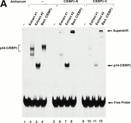 Fig. 2. (A) Antibody supershift analysis of the fast and slow-migrating C/EBPβ complexes. P388D1(IL1) nuclear extracts from cells grown without medium change (Extract #1) or from freshly fed cells (Extract #2) were incubated with normal rabbit serum or peptide antibodies directed against the C/EBPβ N terminus (C/EBPβ-N) or C terminus (C/EBPβ-C) before adding the binding site probe. Purified recombinant C/EBPβ was included as a control. The two slow-migrating complexes in extract #1 (p34-C/EBPβ) that are supershifted by the N-terminal antibody represent C/EBPβ homodimers (faint upper band) and a heterodimeric complex formed with an unidentified partner (lower band). (B) Truncated C/EBPβ species are dependent on the cell lysis procedure. Two hours before harvesting, P388D1(IL1) cells were washed with PBS and fed with fresh medium. The harvested cells were divided into two pools and nuclear extracts were prepared by either the hypotonic lysis or detergent lysis procedures (see Materials and Methods) and C/EBPβ species analyzed by EMSA.