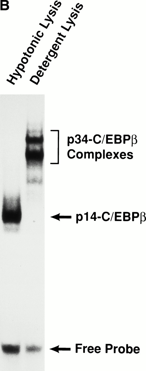 Fig. 2. (A) Antibody supershift analysis of the fast and slow-migrating C/EBPβ complexes. P388D1(IL1) nuclear extracts from cells grown without medium change (Extract #1) or from freshly fed cells (Extract #2) were incubated with normal rabbit serum or peptide antibodies directed against the C/EBPβ N terminus (C/EBPβ-N) or C terminus (C/EBPβ-C) before adding the binding site probe. Purified recombinant C/EBPβ was included as a control. The two slow-migrating complexes in extract #1 (p34-C/EBPβ) that are supershifted by the N-terminal antibody represent C/EBPβ homodimers (faint upper band) and a heterodimeric complex formed with an unidentified partner (lower band). (B) Truncated C/EBPβ species are dependent on the cell lysis procedure. Two hours before harvesting, P388D1(IL1) cells were washed with PBS and fed with fresh medium. The harvested cells were divided into two pools and nuclear extracts were prepared by either the hypotonic lysis or detergent lysis procedures (see Materials and Methods) and C/EBPβ species analyzed by EMSA.