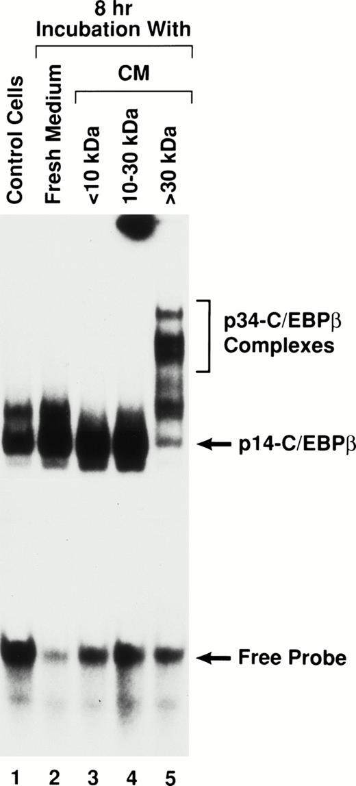 Fig. 3. An autocrine factor in CM regulates C/EBPβ resistance to proteolysis. CM from 3-day-old cultures of P388D1(IL1) cells was fractionated by sequential ultrafiltration, with the flow-through fraction from the 30-kD cutoff membrane applied to the 10-kD cutoff filter. Fractions were applied to freshly fed cells, the cells were cultured for 8 hours, and nuclear extracts were prepared by the hypotonic lysis procedure. C/EBPβ binding activities were analyzed by EMSA.
