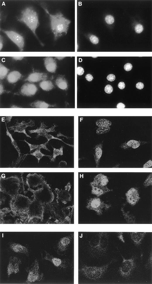 Fig. 4. Effects of CM on subnuclear distribution and expression of C/EBPβ in macrophage cell lines. C/EBPβ expression and localization was assessed by indirect immunofluorescence in the macrophage cell lines P388D1(IL1) (A through D, K through R), IC-21 (E, F, I, and J), or T4.3 (G and H). Cells were grown in fresh medium for 16 hours in the absence (A, B, E, G, and K through N) or presence (C, D, F, H, I, J, and O through R) of CM. C/EBPβ was visualized using a peptide antibody specific for the N terminus of C/EBPβ. (B, D, L, N, P, and R) Show DAPI staining patterns for the corresponding immunofluorescent fields in the left-hand panels. Note that the punctate DAPI pattern is unchanged by treatment with CM. (I and J) Show CM-treated IC-21 cells stained with the C/EBPβ antibody in the absence (I) or presence (J) of the synthetic peptide used to generate the antiserum, and (K through R) are high magnification confocal images of individual cells. Fluorescent images were recorded using a Nikon Microphot-FXA microscope (Nikon, Tokyo, Japan) (A through D) or a Zeiss LSM 310 confocal microscope (Zeiss, Thornwood, NY) (E through R).