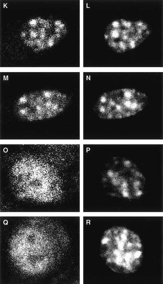 Fig. 4. Effects of CM on subnuclear distribution and expression of C/EBPβ in macrophage cell lines. C/EBPβ expression and localization was assessed by indirect immunofluorescence in the macrophage cell lines P388D1(IL1) (A through D, K through R), IC-21 (E, F, I, and J), or T4.3 (G and H). Cells were grown in fresh medium for 16 hours in the absence (A, B, E, G, and K through N) or presence (C, D, F, H, I, J, and O through R) of CM. C/EBPβ was visualized using a peptide antibody specific for the N terminus of C/EBPβ. (B, D, L, N, P, and R) Show DAPI staining patterns for the corresponding immunofluorescent fields in the left-hand panels. Note that the punctate DAPI pattern is unchanged by treatment with CM. (I and J) Show CM-treated IC-21 cells stained with the C/EBPβ antibody in the absence (I) or presence (J) of the synthetic peptide used to generate the antiserum, and (K through R) are high magnification confocal images of individual cells. Fluorescent images were recorded using a Nikon Microphot-FXA microscope (Nikon, Tokyo, Japan) (A through D) or a Zeiss LSM 310 confocal microscope (Zeiss, Thornwood, NY) (E through R).