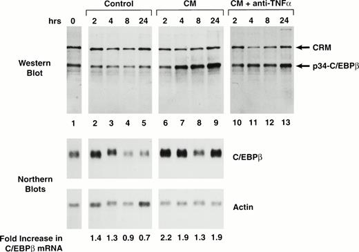 Fig. 6. TNF- in CM induces C/EBPβ expression. Kinetics of C/EBPβ protein and mRNA expression were assessed in control and CM-treated IC-21 macrophages. Cells were washed with PBS and given fresh medium 2 hours before the start of the experiment. At time 0, the cells were washed again and given fresh medium containing either concentrated P388D1(IL1) CM or concentrated unconditioned medium (control). In lanes 10 through 13, CM was preincubated with anti–TNF- neutralizing antibody for 1 hour before addition to the cells. Cells were harvested at the indicated times and divided into two aliquots for protein and RNA analysis. Nuclear extracts were prepared by detergent cell lysis and C/EBPβ protein was analyzed by immunoblotting using an anti-C/EBPβ antibody. C/EBPβ mRNA was analyzed by Northern blotting and levels were quantitated and normalized to actin. The fold increase in C/EBPβ mRNA was determined by comparison to the 0 hour time point.