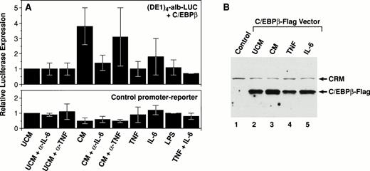 Fig. 7. CM stimulates the transcriptional potential of C/EBPβ. (A) Effect of CM or cytokines on C/EBPβ transcriptional activity in ANA-1 macrophages. Cells were transiently transfected with (DEI)4-alb-LUC and pMEX-C/EBPβ (upper panel) or pGL2-promoter (lower panel), a control promoter-luciferase construct. The cells were treated with the indicated agents 16 hours before harvesting. UCM and CM were preincubated for 1 hour at room temperature with 10 μg/mL -IL-6 or 10 μg/mL TNF- neutralizing antibodies. Recombinant human IL-6, murine TNF-, and LPS were used at concentrations of 10 ng/mL, 20 ng/mL, and 10 μg/mL, respectively. Luciferase activities were measured and normalized to protein concentration in each lysate. The data represent the average of at least three independent experiments. (B) C/EBPβ expression in transfected ANA-1 cells. The cells were transfected with pMEX-C/EBPβ-F, a derivative of the pMEX-C/EBPβ vector in which the C/EBPβ leucine zipper was replaced by the FLAG epitope.48Whole cell extracts were prepared and analyzed by Western blotting using the anti-FLAG M2 monoclonal antibody. CRM, cross-reacting material.