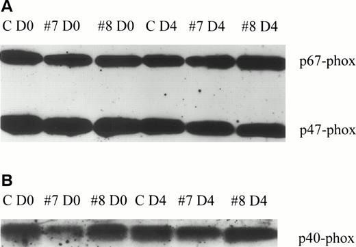 Fig. 4. Neutrophil cytosolic NADPH oxidase components. Neutrophil cytosolic oxidase components were examined as described in Materials and Methods. (A) Results with antibodies to p47-phox and p67-phox. (B) Results with an antibody to p40-phox. Despite an apparent decrease in p40-phox in #7 D0, there was no statistically significant effect on the quantity of the oxidase proteins studied, as measured by densitometry (data not shown). These results demonstrate a representative study of two treated volunteers and a control. C, control; #7 and #8 denote treated volunteers, on day 0 and day 4.