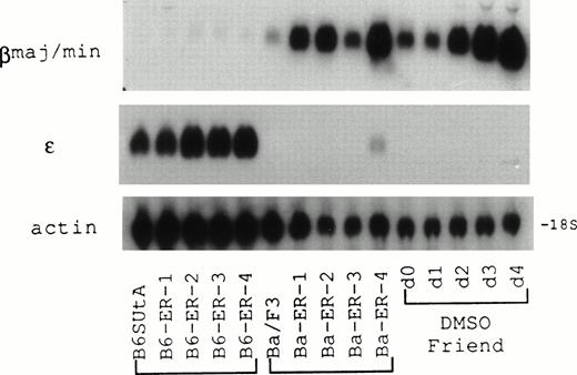 Fig. 1. Expression of developmentally different β-globin mRNA species in Epo-stimulated EpoR+ clones derived from B6SUtA and Ba/F3 cells analyzed by northern hybridization. B6-ER-1 to -4 and Ba-ER-1 to -4 were EpoR+ clones derived from B6SUtA and Ba/F3 cells, respectively. Friend MEL cells exposed to 1.5% DMSO for 0 to 4 days served as a control. RNA was probed with βmajor-globin, ɛ-globin, and β-actin cDNAs.