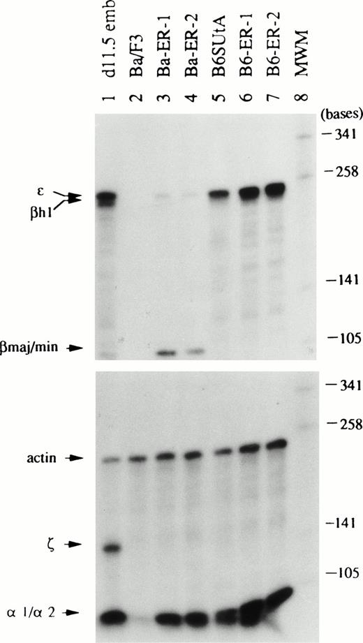 Fig. 2. Types of globin mRNA expressed in Epo-stimulated EpoR+ clones of Ba/F3 and B6SUtA cells analyzed by RNase protection assays. Total cellular RNA (10 μg) was hybridized separately with a mixture of ɛ, βh1, and βmaj/minprobes and with a mixture of ζ, -1/-2, and actin probes. Ba-ER-1 to -2 and B6-ER-1 to -2 are described in Fig 1. RNA from DBA/2 mouse day 11.5 embryonal blood (d11.5 emb, lane 1) served as controls for embryonal globin mRNAs. Molecular weight markers (MWM, lane 8) are Sau3A-digested 32P-labeled pUC19 DNA.