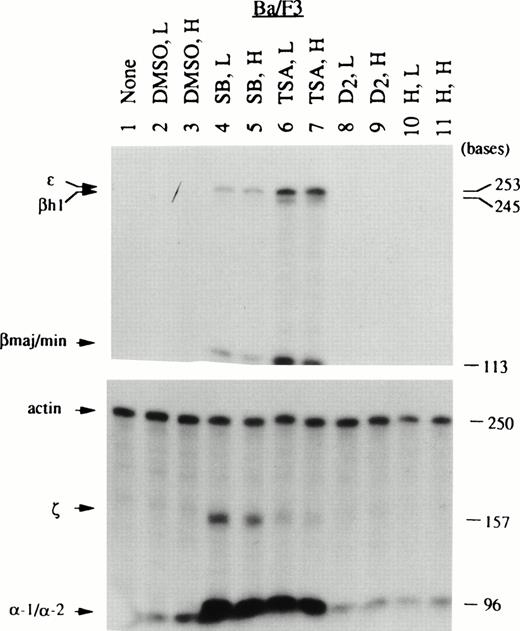 Fig. 4. Globin mRNA species induced in Ba/F3 cells by various chemical inducers analyzed by RNase protection assays. RNA samples prepared from nontreated and chemically induced Ba/F3 cells were analyzed as described in Fig 3. Note that Ba/F3 cells belonging to the diffuse haplotype produced the 245-base–protected fragment of βh1 mRNA, which is longer than the protected fragment derived from B6SUtA cells, as discussed in detail in the text.