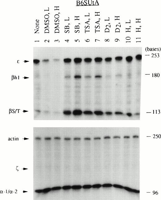 Fig. 5. Globin mRNA species induced in B6SUtA cells by various chemical inducers analyzed by RNase protection assays. RNA samples prepared from nontreated and chemically induced B6SUtA cells were analyzed as described in Fig 3. Note that B6SUtA cells belonging to the single haplotype produced a 180-base–protected fragment of βh1 mRNA, shorter than that produced by Ba/F3 cells and 11.5-day-old DBA/2 mouse embryo blood as discussed in the text.