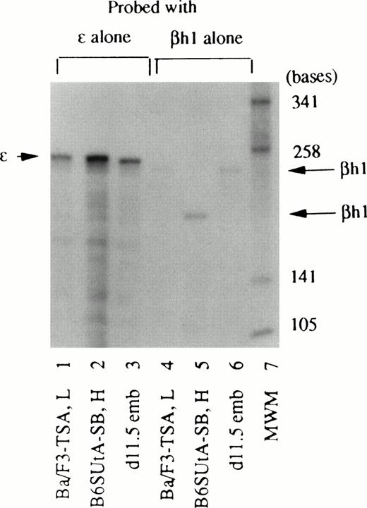 Fig. 6. Different sizes of the protected fragment of βh1-globin mRNA produced by cells with different haplotype origins. RNA samples from Ba/F3 cells treated with 15 nmol/L TSA (Ba/F3-TSA, L), B6SUtA cells treated with 1.0 mmol/L SB (B6SUtA-SB, H), and 11.5-day-old DBA/2 mouse embryonal blood (d11.5 emb) were hybridized with the βh1-globin probe alone (lanes 4, 5, and 6). The same set of RNA samples was hybridized with the ɛ-globin probe alone (lanes 1, 2, and 3).