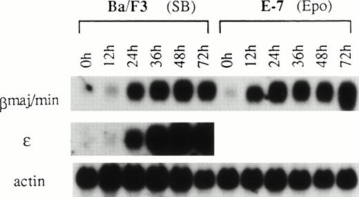 Fig. 7. Time course of the induction of β-globin mRNAs by SB and Epo. Parental Ba/F3 cells were treated with 1 mmol/L SB. E-7, a clone of Ba/F3 cells transfected with the EpoR and selected with G418, responds to both the mitogenic and differentiation-inducing effects of Epo.2 E-7 cells in IL-3–containing medium were washed three times with RPMI 1640 medium containing 10% FBS and exposed to 0.5 U/mL of Epo. RNA was subjected to northern hybridization with βmajor-globin, ɛ-globin, and actin probes.