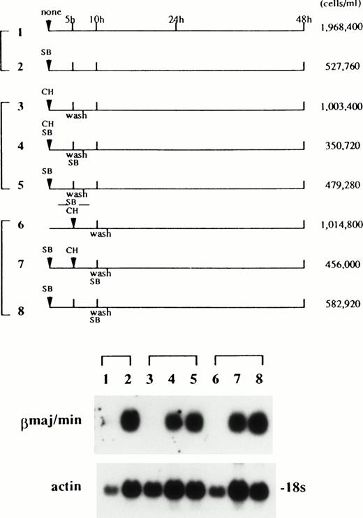 Fig. 8. The effects of cycloheximide (CH) on the induction of βmajor-globin mRNA by SB. Ba/F3 cells were exposed to SB and/or CH for the first or second 5-hour period according to the treatment schedules shown in the top of the figure. In panels 4 and 5, and in panels 7 and 8, SB was added back to the medium after cells were washed at 5 and 10 hours of the incubation period, respectively. RNA was extracted at 48 hours and subjected to northern hybridization (bottom of the figure). The cell densities at 48 hours are shown. The concentrations of SB and CH used were 1 mmol and 10 μmol/L, respectively. CH at this concentration inhibited protein synthesis, measured by incorporation of 35S-methionine into the acid-insoluble fraction, by more than 95% (data not shown).