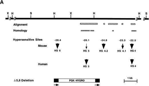Fig. 1. Analysis of the upstream region of the mouse β-globin LCR. (A) Map of the 5′ HS 4, 5 and 6 region. Upper solid black line represents the 5′ HS 4, 5, and 6 region and restriction enzyme sites used for HS mapping. Alignment: boxes with diagonal cross hatch represent regions that can be aligned with the human locus using the program yama2. Homology: boxes with vertical hatch represent regions with >40% identity with human and are a more stringent gauge of homology. HSs: arrows show HSs and their relative intensity. Mouse HSs are placed relative to the mouse map, whereas human HSs are placed relative to the homologous regions of the mouse sequence. The numbers above the arrows are the map positions relative to the Ey cap of the mouse HSs. Bottom diagram represents the targeting construct that deletes HS 5, HS 6 and the region of homology to human HS 5. Arrows and black stripes represent loxP sites that flank the construct. Restriction enzyme sites: S- SphI, H- HpaI, X- XbaI. (B) Sequence features in the 5′ HS 4, 5, and 6 region. Regions that each HS maps to are represented by open rectangles. L1 and B2 repeat elements are represented by a gray rectangle and triangle, respectively. The black bar represents the region deleted by homologous recombination. The striped line represents the thymidine-rich tract. Below the map is a PIP of the mouse-human comparison of the region. The percent identity in each gap-free aligning segment is plotted using coordinates of the mouse sequence with the cap site of the Ey gene being +1. Cross hatching indicates the region for which no human sequence is available for comparison. The lines above the map show sequence features as noted below. In each case short lines mark any occurrence of the specified sequence and tall lines mark sites that are conserved between mouse, human, and galago. Invariant: blocks of at least 7 bp that are invariant in mouse, human, and galago. GATA-1: sites matching the consensus WGATAR. MARE: sites matching the Maf-associated response element consensus TGASTCA. Several basic leucine zipper proteins contain this motif in their consensus binding sequence including NFE-2, AP-1, and LCRF1/Nrf1. EKLF: sites matching the consensus CCNCNCCC. BKLF also has been shown to bind this consensus. CACC BP: sites matching the consensus CACC, a sequence motif common to Krüppel-like Zn finger proteins such as Sp1 and EKLF. ATTTA/TATTT: sites matching the specified sequences.