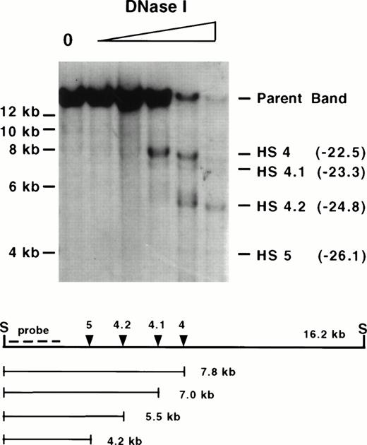 Fig. 2. Mapping of mouse 5′ HS 4 and 5. Wild-type 129 mice were treated with phenylhydrazine as described, and nuclei were isolated from spleen cells on day 4. A DNase I series was generated, digested with Sph I (S) to completion, Southern blotted, and hybridized with a 5′ probe. The “0” lane shows the expected parent band in untreated nuclei followed by samples having undergone increasing DNase I digestion. Degradation bands map to −22.5 kb, −23.3 kb, −24.8 kb, and −26.1 kb relative to the Ey cap (in parentheses), which we refer to as 5′ HS 4, 4.1, 4.2 and 5, respectively (see text). An additional band mapping to −28.4 kb maps to this region but is outside the range of resolution of this gel. Molecular size standards are marked on the left. The size of the parent band, placement of the probe used (KP middle), and the size of the degradation bands are diagrammed below. Sph I cuts at −14,121 and −30,281 relative to the Ey cap. Mapping of the sites was confirmed by hybridizing with a probe from the 3′ end of the same restriction fragment as well as mapping with additional restriction enzymes (data not shown).