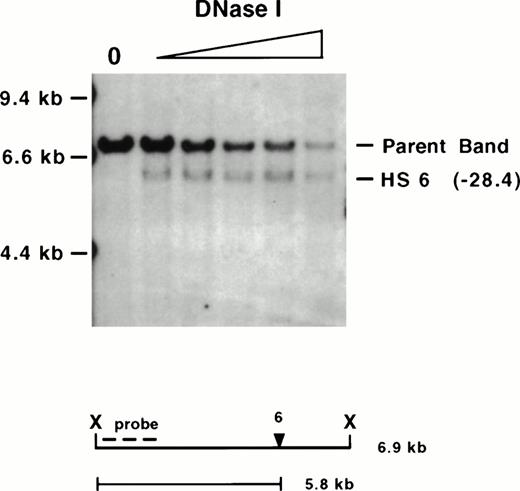 Fig. 3. Mapping of mouse 5′ HS 6. The same wild-type 129-mouse erythroid DNase I series displayed in Fig 2 was digested withXba I (X), Southern blotted, and hybridized with a probe on the 5′ end. Molecular size standards are marked on the left. The “0” lane shows the expected parent band in untreated nuclei followed by samples having undergone increasing DNase I digestion. The expected 6.9-kb parent band and a degradation band that maps to −28.4 kb (in parentheses), which we refer to as 5′ HS 6 (see text), are observed. The size of the parent band, placement of the probe used (KH end), and the size of the degradation band are diagrammed below.Xba I cuts at −27,346 and −34,263 relative to the Ey cap. Mapping of the site was confirmed by hybridizing with a probe from the 3′ end of the same restriction fragment as well as mapping with additional restriction enzymes (data not shown).