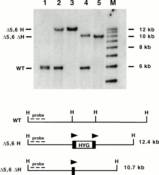 Fig. 4. Southern blot analysis of mice containing targeted deletions of 5′ HS 5 and 6. DNA was isolated from mouse tails and digested with HpaI (H), blotted, and hybridized to an upstream probe (KH end). Lane 1: wild-type (WT) mouse; lane 2: ▵5,6 H/WT mouse; lane 3: ▵5,6 H/▵5,6 H mouse; lane 4: ▵5,6 ▵H/WT mouse; lane 5: ▵5,6 ▵H/▵5,6 ▵H mouse; M: molecular size standards. The targeted mutation replaced a 3.5-kb Hpa I to EcoRV fragment with a 2.0-kb PGK-hygro marker, destroying both restriction enzyme sites and leading to a larger Hpa I restriction fragment (▵5,6 H; lanes 2 and 3). Excision of PGK-hygro decreases the restriction fragment size by 2.0 kb (▵5,6 ▵H; lanes 4 and 5). Triangles represent lox P sites.