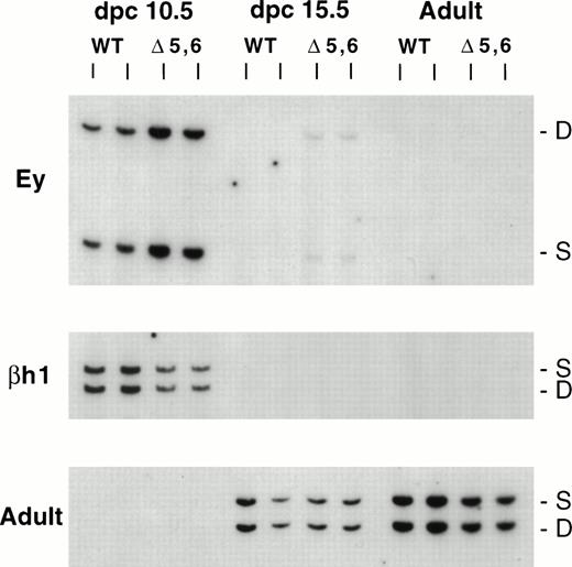 Fig. 6. Expression of β-like globin genes in ▵5,6 ▵H/WT heterozygous mice. The HbbD allele (D) carries the targeted mutation, whereas the HbbS allele (S) is wild-type. RNA was analyzed from dpc 10.5 yolk sac, dpc 15.5 fetal liver, and adult peripheral blood using RT-PCR assays for Ey, bh1, and adult primers (top, middle, and bottom panels). WT, wildtype D/S animals; ▵5,6, mutant ▵5,6 ▵H/S heterozygous mice. S and D mark the RT-PCR products from the S and D alleles, respectively.