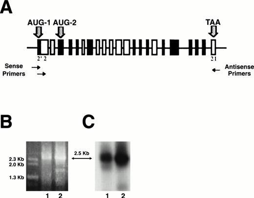 Fig. 1. Analysis of RT-PCR products of full-length 4.1R erythroblast mRNA. Total RNA was purified from well-hemoglobinized erythroblasts, transcribed into cDNA, and amplified by RT-PCR using primer sets to amplify full-length coding domains from two populations of 4.1R cDNA: those that contained AUG-1 and those that deleted AUG-1 (A). Erythroblast cDNA amplified with exon 2′ (sense) and exon 21 (antisense) primers gave a product of ∼2.5 kb when analyzed on a 0.7% agarose gel (B, lane 1). Eythroblast cDNA amplified with exon 2 (sense) and exon 21 (antisense) primers also gave a product of ∼2.5 kb (B, lane 2). These amplification products were consistent with the predicted sizes of protein 4.1R cDNAs either containing or deleting AUG-1. By Southern blot analysis of amplified cDNA products, both RT-PCR products hybridized with 80-kD full-length 4.1R DNA, identifying them as 4.1R (C).