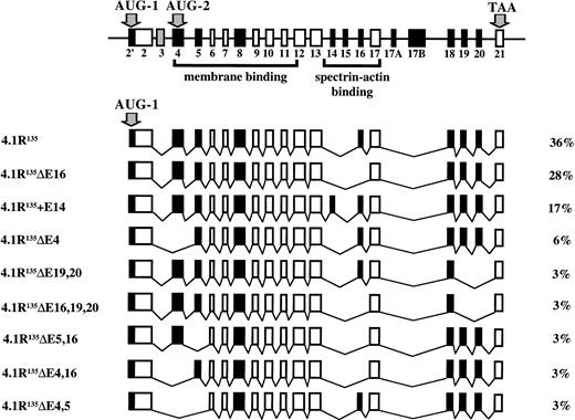 Fig. 2. Diagram of protein 4.1R isoforms produced by initiation of translation at AUG-1. At the top is pictured 4.1R mRNA depicting the alternatively spliced exons, constitutive exons, and noncoding exons. The two translation initiation sites, AUG-1 and AUG-2, are in exon 2′ and exon 4, respectively. The nine distinct protein 4.1R isoforms produced by initiation of translation at AUG-1 are depicted below, along with the percentage that each splice variant represented of the total clones analyzed.