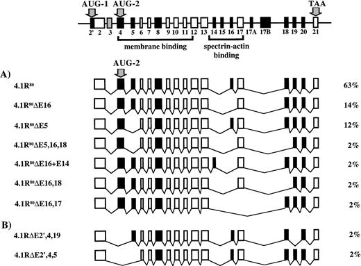 Fig. 3. Diagram of protein 4.1R isoforms lacking AUG-1 and protein 4.1R isoforms lacking AUG-1 and AUG-2. At the top is pictured 4.1R mRNA depicting the alternatively spliced exons, constitutive exons, and noncoding exons. The two translation initiation sites, AUG-1 and AUG-2, are in exon 2′ and exon 4, respectively. (A) The seven distinct protein 4.1R isoforms produced by initiation of translation at AUG-2 are shown, along with the percentage that each splice variant represented of the total clones analyzed. (B) The two 4.1R isoforms that lacked both exon 2′ and exon 4, the exons containing, respectively, AUG-1 and AUG-2.