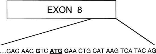 Fig. 9. Schematic diagram of exon 8 of protein 4.1R. Amino acid sequence at the 3′ end of exon 8 consisting of an AUGcodon surrounded by an optimal consensus Kozak sequence with a purine (G) in position −3 and a G in position +4. This is the first AUG codon downstream of AUG-2, which is in frame with the 4.1R coding sequence, therefore making it a good candidate codon for initiation of translation of the two isoforms lacking both AUG-1 and AUG-2.