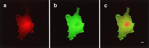 Fig. 6. Coexpression of c-myc–epitope–tagged 4.1R80and HA-epitope–tagged 4.1R80▵E16 isoforms in transfected COS-7 cells. COS-7 cells were cotransfected with c-myc–epitope–tagged 4.1R80 and HA-epitope–tagged 4.1R80▵E16 isoforms, fixed with 3% paraformaldehyde, permeabilized with 0.5% Triton X-100, and processed for immunofluorescence using a monoclonal anti-c-myc–epitope tag antibody and a polyclonal anti–HA-epitope tag antibody as primary antibodies and anti-mouse IgG coupled to Texas red and rabbit IgG coupled to FITC as secondary antibodies. A cell probed with antibody to the c-myc–epitope tag showed that 4.1R80was strongly expressed in the nucleus as well as in the cytoplasm and membrane ruffles (a). In marked contrast, the same cell probed with antibody to the HA-epitope tag (b) showed that 4.1R80▵E16 localized poorly to the nucleus but was strongly expressed in the cytoplasm as well as in membrane ruffles. Superimposed images of (a) and (b) are shown in (c). Scale bar: 10 μm.