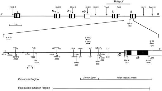 Fig. 1. Map of the β-globin gene cluster with the 9-kb ‘hotspot’ delineated by the TaqI-5′δ (5′) and theHgiAI-β (3′) sites. RFLP sites are indicated by the arrows. The 4.5-kb fragment encompassing the 5′ flanking β region is amplified using two sets of primers: 5′R3K versus 3′R5K and 5′β422 and 3′β9. The other polymorphic sites are indicated by vertical lines. The pur, chi, and the 21-bp element at position −355021 are represented by thick horizontal lines. The crossover regions and the region of initiation replication (IR) are indicated below. A total of 11 and 14 primers were used to sequence the forward and reverse strand of the 4.5-kb region, respectively. The sequences and locations of these primers are available on request.
