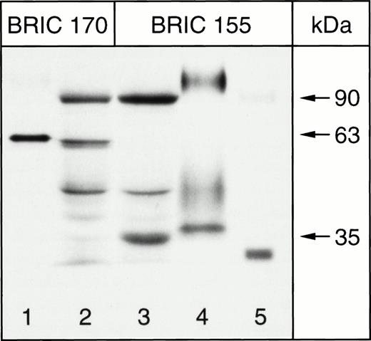 Fig. 3. Immunoblotting of chymotrypsin-treated K562 cells for band 3, 8% Laemmli gel. Lanes 1 and 4, ghosts of chymotrypsin-treated homozygous Memphis RBCs; lanes 2 and 3, chymotrypsin-treated K562/B3 clone 1 cells; lane 5, PNGase-treated ghosts of chymotrypsin-treated homozygous Memphis RBCs.