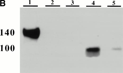 Fig. 3. Detection of platelet-derived soluble P-selectin. To detect the shedding of platelet P-selectin into plasma, resting or thrombin-activated wild-type platelets were injected into P-selectin–deficient recipients. After 15 minutes mice were bled and plasma was isolated by centrifugation. (A) As revealed by ELISA, injection of resting platelets () did not induce significant changes in the level of soluble P-selectin compared with untreated P-selectin–deficient mice (□). Meanwhile, injection of thrombin-activated platelets (▪) generated a significant increase in soluble P-selectin in the plasma of the recipient mice (P < .0001). (B) A Western blot analysis with anti–P-selectin antibody showed the presence of an approximately 100-kD P-selectin fragment in mice injected with activated platelets (lane 4) but not with resting platelets (lane 3). Wild-type and P-selectin–deficient platelet lysates were used as reference (lane 1 and 2). In wild-type plasma from untreated animals, a small amount of P-selectin fragment was also detected (lane 5).