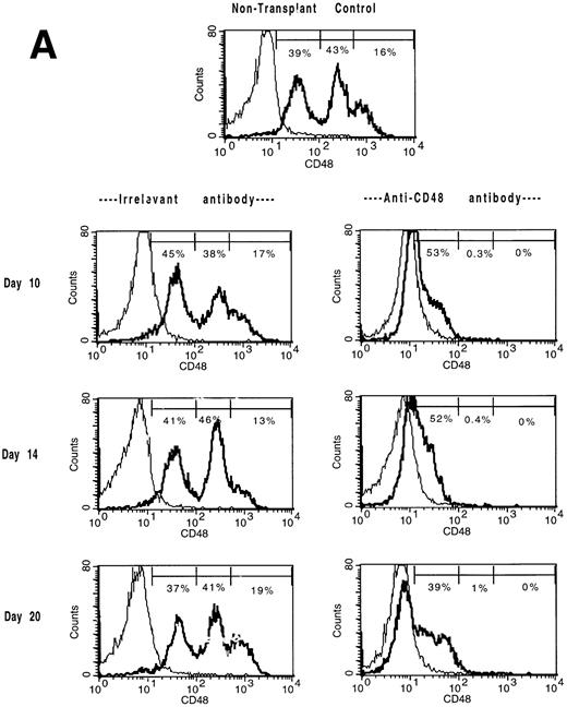 Fig. 3. The in vivo infusion of CD48 MoAb in irradiated recipients of congenic BM shifts BM and splenic populations toward a CD48low or CD48neg phenotype. Single-cell suspensions of BM (A) or spleen (B) were obtained from mice undergoing congenic BMT from the experiment shown in Tables 4 and 5 on days 10, 14, and 20 post-BMT as listed. Mice received irrelevant MoAb or CD2 + 48 MoAb according to the regimen listed in Fig 1. Cells were stained for CD48 expression and then analyzed by fluorescence-activated cell sorting (FACS). Isotype-matched control MoAb was used to set gates. For BM (A), CD48 expression was segregated into three antigen density levels. The percent of cells falling within each antigen density level is listed. The isotype-matched control MoAb is shown in the thin line and the CD48 MoAb staining in the heavy line. A representative overlay histogram from three individually analyzed mice per group and a non-BMT control analyzed at each time point are shown. The percentages indicate the percent positive cells in the gate shown.