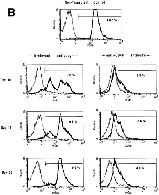 Fig. 3. The in vivo infusion of CD48 MoAb in irradiated recipients of congenic BM shifts BM and splenic populations toward a CD48low or CD48neg phenotype. Single-cell suspensions of BM (A) or spleen (B) were obtained from mice undergoing congenic BMT from the experiment shown in Tables 4 and 5 on days 10, 14, and 20 post-BMT as listed. Mice received irrelevant MoAb or CD2 + 48 MoAb according to the regimen listed in Fig 1. Cells were stained for CD48 expression and then analyzed by fluorescence-activated cell sorting (FACS). Isotype-matched control MoAb was used to set gates. For BM (A), CD48 expression was segregated into three antigen density levels. The percent of cells falling within each antigen density level is listed. The isotype-matched control MoAb is shown in the thin line and the CD48 MoAb staining in the heavy line. A representative overlay histogram from three individually analyzed mice per group and a non-BMT control analyzed at each time point are shown. The percentages indicate the percent positive cells in the gate shown.
