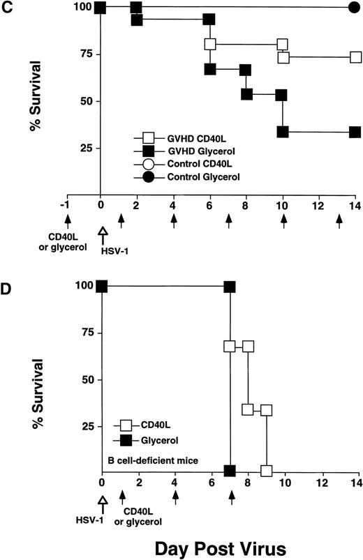 Fig. 5. CD40L treatment stimulated IgG2a production and improved survival of GVHD mice following HSV-1 infection but did not affect survival of B-cell–deficient mice. CD40L was given intraperitoneally (6 μg/mouse, three times a week) to control and GVHD mice. Vehicle-treated control and GVHD mice received glycerol diluted with saline. (A) Mice were inoculated with HSV-1 2 weeks before sacrifice. Serum was obtained by orbital bleed on day 14 immediately before killing. Total serum IgG2a was measured by radial immunodiffusion: (□) pre–HSV-1 infection, (▧) post–HSV-1 glycerol-treated, (▪) post–HSV-1 CD40L-treated. Significant differences (P < .05,t-test) were found between the glycerol and CD40L-treated GVHD groups. (B) Serum levels of HSV-1–specific and IgG2a were determined by ELISA 2 weeks post–HSV-1 infection: (▧) post–HSV-1 glycerol-treated, (▪) post–HSV-1 CD40L-treated. The increase in HSV-1–specific IgG2a in GVHD mice does not reach statistical significance. The data shown are the mean and SEM of six similar experiments that included 50 mice. (C) Mice were monitored daily for survival after infection with HSV-1. The GVHD-CD40L and GVHD-glycerol group are significantly different (P < .05, log-rank test). Each group included 15 mice. (D) Two groups of Igh-6 (B-cell–deficient) mice were inoculated with HSV-1 (1 × 108 pfu, 4.5LD50) and treated with: (□) CD40L or (▪) glycerol. Both groups of mice have similar survival. The CD40L and glycerol groups each included three mice.