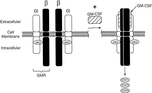 Fig. 1. Schematic representation of the GM-CSF receptor (GMR), which is composed of two distinct subunits, and β. Binding of rHuGM-CSF to GMR leads to formation of the signaling complex and activation of a Janus kinase (JAK2). Regulation of gene expression by JAK2 activates transcription proteins STAT1, STAT3, and STAT5.