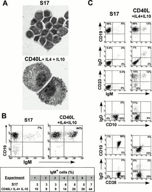Fig. 4. CD40 ligand stimulation promotes the expansion and maturation of long-term cultured IgM+ B cells. Purified CD19+ progenitors from 8-week-old HB-LTC were transferred onto freshly plated S17 stroma or onto irradiated CD40L fibroblasts in medium supplemented by IL-4 and IL-10 and collected after 8 days in culture. (A) Wright-Giemsa staining of CD19+ cells (original magnification × 1,000) demonstrating plamacytoid appeareance of CD19+ cells in the CD40L system. (B) (Upper panel) FACS analysis demonstrating increase in IgM+ B cells after transfer to the CD40L system. (Lower panel) Results of anti-IgM staining after transfer to S17 versus the CD40L system using CD19+ cells from 7 independent HB-LTCs. (C) FACS analysis demonstrating the increase in IgM+, IgM+IgD+ populations, the increase in CD23 expression, and the decrease CD10 and CD38 expression in CD19+ progenitors after transfer to the CD40L system.