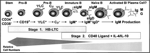 Fig. 7. In vitro culture model of human B lymphopoiesis. B-lineage developmental subpopulations supported by the two-stage culture system: HB-LTC followed transfer to CD40L fibroblasts. (Bottom) Bars approximate the relative cell expansion of the subpopulations supported in each culture stage.