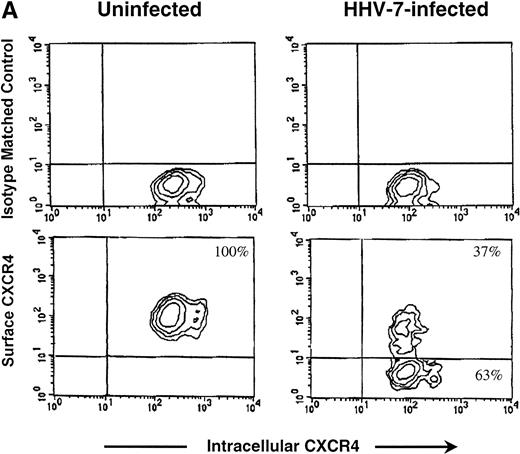 Fig. 3. Analyses of intracellular CXCR4 protein and CXCR4 mRNA content of uninfected and HHV-7–infected SupT1 cells. (A) Flow cytometric analysis of intracellular CXCR4, either alone (top panels) or in combination with surface CXCR4 (bottom panels), in uninfected and HHV-7–infected (8 days PI) SupT1 cells. Horizontal axis, relative intracellular CXCR4 expression detected by PE fluorescence intensity; vertical axis, isotype-matched antibody staining or relative surface CXCR4 expression detected by FITC fluorescence intensity. Percentages of cells in the respective quadrants are indicated. The profile of the negative controls, represented by SupT1 cells stained with irrelevant isotype matched MoAb, were as shown in Fig 1B (top panel). The data are representative of four experiments from separate infections. (B) Semiquantitative RT-PCR specific for CXCR4 mRNA was applied to analyze CXCR4 mRNA levels in HHV-7–infected SupT1 cultures (8 days PI) as compared with the uninfected cells. β-Actin amplification was used to confirm comparability of the samples. Equivalent amounts of RNA extracted from uninfected and HHV-7–infected cells were used for 1:3 limiting step dilution (lanes 1 through 4) before RT-PCR with the CXCR4 and β-actin primers. Ethidium bromide-stained agarose gel of RT-PCR products is shown. Lanes −, amplification of the indicated RNA template performed before RT; lane BL, blank.