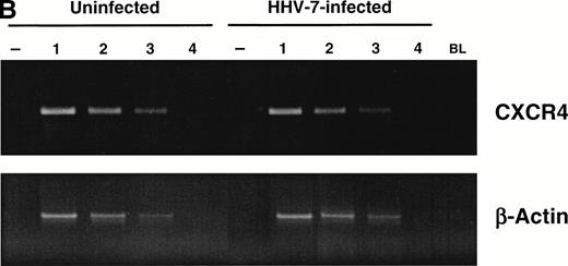 Fig. 3. Analyses of intracellular CXCR4 protein and CXCR4 mRNA content of uninfected and HHV-7–infected SupT1 cells. (A) Flow cytometric analysis of intracellular CXCR4, either alone (top panels) or in combination with surface CXCR4 (bottom panels), in uninfected and HHV-7–infected (8 days PI) SupT1 cells. Horizontal axis, relative intracellular CXCR4 expression detected by PE fluorescence intensity; vertical axis, isotype-matched antibody staining or relative surface CXCR4 expression detected by FITC fluorescence intensity. Percentages of cells in the respective quadrants are indicated. The profile of the negative controls, represented by SupT1 cells stained with irrelevant isotype matched MoAb, were as shown in Fig 1B (top panel). The data are representative of four experiments from separate infections. (B) Semiquantitative RT-PCR specific for CXCR4 mRNA was applied to analyze CXCR4 mRNA levels in HHV-7–infected SupT1 cultures (8 days PI) as compared with the uninfected cells. β-Actin amplification was used to confirm comparability of the samples. Equivalent amounts of RNA extracted from uninfected and HHV-7–infected cells were used for 1:3 limiting step dilution (lanes 1 through 4) before RT-PCR with the CXCR4 and β-actin primers. Ethidium bromide-stained agarose gel of RT-PCR products is shown. Lanes −, amplification of the indicated RNA template performed before RT; lane BL, blank.