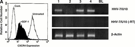 Fig. 4. Effect of SDF-1 on HHV-7 infection. (A) SDF-1–dependent CXCR4 downmodulation (left panel) and inhibition of HHV-7 infection (right panel). SupT1 cells were preincubated with SDF-1 (2.5 μg/mL) for 30 minutes at room temperature and then either remained uninfected or inoculated with HHV-7. Before HHV-7–infection, surface CXCR4 was analyzed by flow cytometry (left panel). Horizontal axis, surface CXCR4 expression detected by PE fluorescence intensity; vertical axis, relative cell number. Negative control (Cont) is represented by cells stained with irrelevant isotype-matched control MoAb. The right panel shows HHV-7 expression determined by specific RT-PCR in SupT1 cells preincubated with nothing (lane 1), 2.5 μg/mL of SDF-1 (lane 2), 25 μg/mL of control mouse IgG2a (lane 3), and 25 μg/mL of 12G5 anti-CXCR4 MoAb (lane 4). Equivalent amounts of RNA, extracted at 40 hours PI, were used as template for RT-PCR using either HHV-7–specific primers (U10 ORF) or β-actin primers. Control reaction, performed by amplifying the same RNA samples before RT (−RT) is also shown; lane BL, blank. The data are representative of three separate experiments. (B) CD4+ SupT1 or CD4− BC7 cells were inoculated with HHV-7 and monitored for HHV-7 expression and replication by specific viral RT-PCR at 40 hours PI (left panels) and by indirect immunofluorescence at 8 days PI (microphotographs). For RT-PCR, equivalent amounts of RNA samples, before (−) and after (+) RT, were used as template for the amplification reactions. PCR products for HHV-7/U10 ORF and β-actin are shown; lane BL, blank. Immunofluorescence microscopy was performed as described by using the 5E1 HHV-7–specific MoAb; negative reactions are counterstained with Evans blue. The data are representative of three experiments from separate infections.