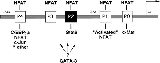 Fig. 1. The proximal IL-4 promoter (not drawn to scale). NFAT binding sites (the P elements) are indicated by open boxes, and the known Stat6 site is indicated by the solid box. Transcription factors implicated in Th2-specific IL-4 gene expression are indicated below their respective binding sites. A binding site for GATA-3 has not yet been reported.13 NFAT activity is higher in effector Th2 cells (“Activated” NFAT10) and is shown for simplicity binding only to the P1 NFAT site.