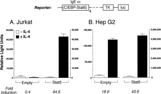 Fig. 2. The IL-4 receptor signaling pathway is intact in Jurkat T cells. (A) The luciferase reporter construct C/EBP-N4 luc (see text) was transiently transfected into Jurkat cells together with a control (Empty) or Stat6 expression vector. Cells were then stimulated without (□) or with (▪) IL-4 (50 ng/mL) for 18 hours before assays for reporter gene expression. In the absence of either cotransfected Stat6 or IL-4 stimulation, C/EBP-N4 luc is not active in Jurkat cells, but it is highly inducible by IL-4 in cells expressing Stat6. (B) Consistent with the known expression of Stat6 by Hep G2 cells,21C/EBP-N4 luc was induced by IL-4 in these cells, but its activity was further increased by overexpressing Stat6 (note the different scales). Results are the mean ± SEM of two (B) or three (A) independent experiments.