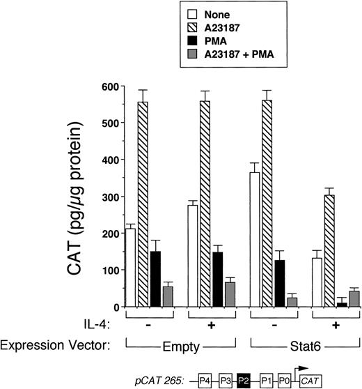 Fig. 4. Stat6 does not synergize with other signals to activate the IL-4 promoter. Methods were similar to those described in Fig 3, except that cells were also stimulated with calcium ionophore (▧), PMA (▪), both (░), or no agonists (□) with or without IL-4 as indicated. In the presence of IL-4, reporter activity was consistently decreased in Stat6-cotransfected cells for each condition examined. Note that the combination of PMA and IL-4 almost completely repressed the promoter. Results are from one experiment performed in duplicate and are representative of three.