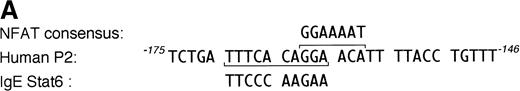 Fig. 6. The P2 element contains overlapping binding sites for Stat6 and NFATp. (A) Alignment of the human IL-4 P2 NFAT element with canonical binding sites for NFAT (overline) and Stat6 (underline). Note that the 3′-end of the Stat6 sequence overlaps the 5′-end of the NFAT site. (B) The ability of recombinant Stat6 to interact with wild-type (wt) and mutated probes (see Materials and Methods) was determined by EMSA. Stat6 no longer bound the m2-m4 oligonucleotides, confirming the overlapping nature of the Stat6 and NFAT binding sites.