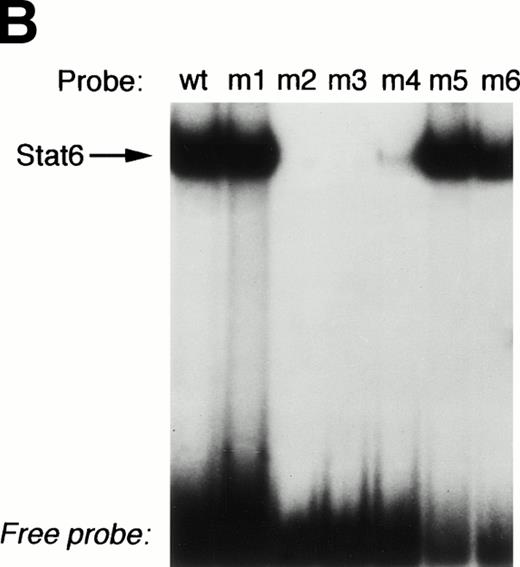 Fig. 6. The P2 element contains overlapping binding sites for Stat6 and NFATp. (A) Alignment of the human IL-4 P2 NFAT element with canonical binding sites for NFAT (overline) and Stat6 (underline). Note that the 3′-end of the Stat6 sequence overlaps the 5′-end of the NFAT site. (B) The ability of recombinant Stat6 to interact with wild-type (wt) and mutated probes (see Materials and Methods) was determined by EMSA. Stat6 no longer bound the m2-m4 oligonucleotides, confirming the overlapping nature of the Stat6 and NFAT binding sites.