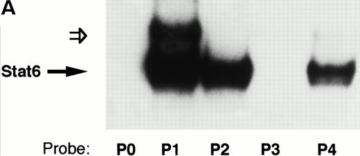 Fig. 7. The IL-4 promoter contains multiple Stat6 binding sites. (A) The ability of recombinant Stat6 to bind oligonucleotides containing the human P elements was determined by EMSA. Stat6 bound the P1, P2, and P4 probes (solid arrow). An additional slowly migrating complex (open arrow) formed on the P1 oligonucleotide (and occasionally on the P2 probe; see Fig 8). The relative migration of the free probes, which were of similar length (see Materials and Methods) and radiolabeled with similar specific activity, is not shown in this figure. (B) Alignment of the P elements that supported Stat6 binding with the composite C/EBP-Stat6 site from the germline IgE promoter. The P2 oligonucleotide is shown in opposite orientation than in Fig 2. Binding sites for NFAT, Stat6, and C/EBP are indicated by boxes. C/EBP proteins may interact with the P0, P1, and P4 NFAT elements, although the precise nucleotide binding sites have been reported only for the P4 sequence.36