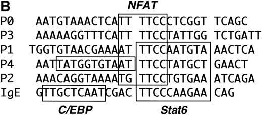 Fig. 7. The IL-4 promoter contains multiple Stat6 binding sites. (A) The ability of recombinant Stat6 to bind oligonucleotides containing the human P elements was determined by EMSA. Stat6 bound the P1, P2, and P4 probes (solid arrow). An additional slowly migrating complex (open arrow) formed on the P1 oligonucleotide (and occasionally on the P2 probe; see Fig 8). The relative migration of the free probes, which were of similar length (see Materials and Methods) and radiolabeled with similar specific activity, is not shown in this figure. (B) Alignment of the P elements that supported Stat6 binding with the composite C/EBP-Stat6 site from the germline IgE promoter. The P2 oligonucleotide is shown in opposite orientation than in Fig 2. Binding sites for NFAT, Stat6, and C/EBP are indicated by boxes. C/EBP proteins may interact with the P0, P1, and P4 NFAT elements, although the precise nucleotide binding sites have been reported only for the P4 sequence.36