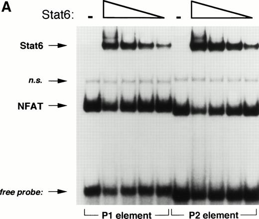 Fig. 8. Stat6 binds competitively with NFAT to the P1 and P2 elements. (A) The ability of a recombinant fragment of NFATp (see Materials and Methods) to bind oligonucleotide probes containing the P1 and P2 elements in the presence of increasing concentrations of recombinant Stat6 was determined by EMSA. The relative mobilities of each factor are indicated. Serial twofold dilutions of Stat6 were examined against a constant amount of NFATp. n.s., nonspecific. (B) The relative intensities of observed bands were analyzed by densitometry and expressed relative to intensity of the NFAT complex for each oligonucleotide in the absence of Stat6 (which was defined as 1).