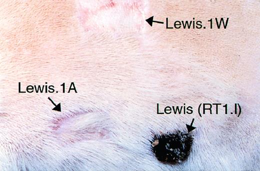 Fig. 1. DST-induced allograft tolerance is donor-specific. Long-term (>100 days) tolerant heart allograft recipients were challenged with donor-type (Lewis.1W) and third-party-type (Lewis. RT1.l) and recipient-MHC type-expressing skin grafts. Note the rejection of third-party but not of donor-type skin graft.