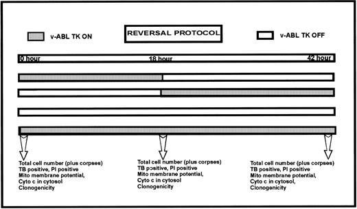 Fig. 3. Schematic of the experimental protocol.