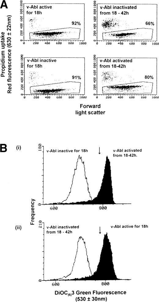 Fig. 4. Activation of v-Abl TK reverses the loss of Ψm. IL-3 was withdrawn from IC.DP cells, which were then maintained at 32°C or 39°C for 18 hours and then switched to the other temperature, ie, from 39°C to 32°C or from 32°C to 39°C for a further 24 hours. (A) The percentage of cells that exclude PI at each time point. The upper two dot plots show the increase in cell death after inactivation of v-Abl TK at 18 hours compared with that observed when v-Abl TK was activated at 18 hours (lower two dot plots). (B) The changes in Ψm occurring before and after activation (Bi) and inactivation (Bii) of v-Abl TK. The arrow indicates the Ψm at 0 hours. Results are representative of three independent experiments.